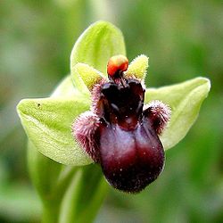250px-ophrys_bombyliflora_mallorca_01