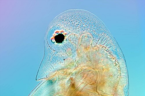 Microscope view of a parasite